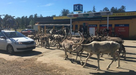 Из-за жары в Лапландии олени атакуют придорожный магазин