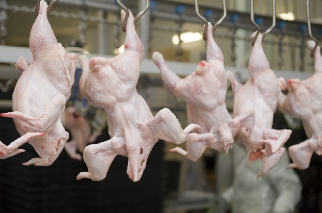 Сто тонн сосисок и курятины пытались незаконно ввезти в Россию из США