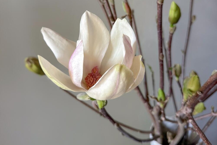 dqrwsj28o8vho7olbk8sdvi0cuw9dmct Flowwow: расходы россиян на цветущие ветки выросли в три раза (ФОТО)