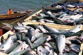 Рыба лососевых пород выросла в цене на 10%
