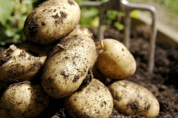 Производители картофеля пожаловались в Минсельхоз на торговые сети