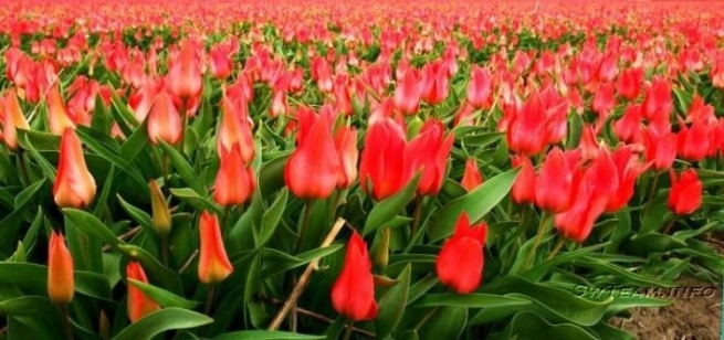 Россия может запретить ввоз голландских тюльпанов в страну
