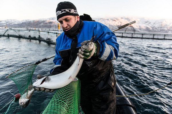 «Русская аквакультура» приобрела второй завод по выращиванию мальков в Норвегии