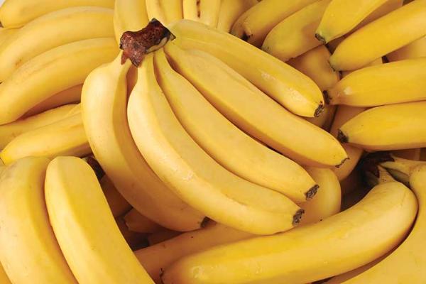 Переносчика холеры обнаружили в завезённых в РФ бананах