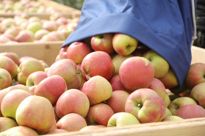«Агроном-сад» и «Перекрёсток» научат россиян разбираться в российских сортах яблок