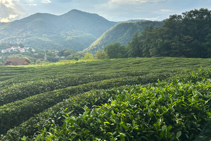 b37ouqt2a72ub8izm7pcwki19tz6l6tz В России намерены увеличить сбор чая к 2035 году в 9 раз