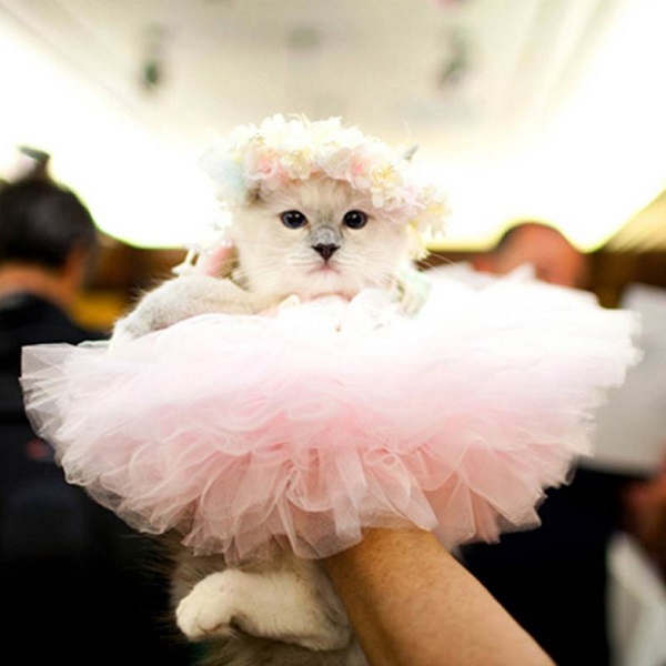 Как сделать платье для котенка