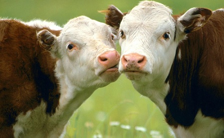 Animals Funny_Mooving in for a Kiss.jpg