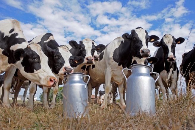Белоруссия может запретить ввоз молока и мяса из Украины