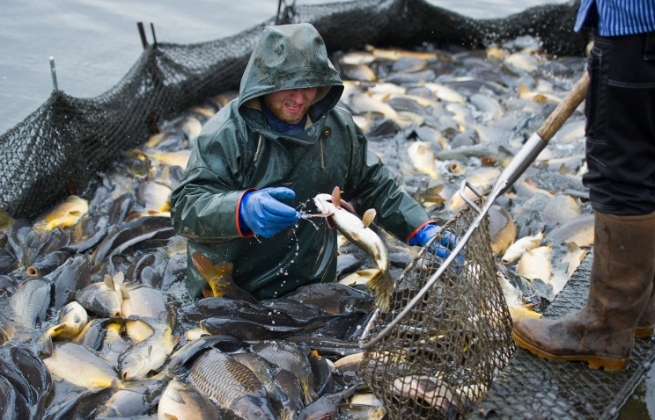 Объемы запрещенного РФ экспорта рыбы оценивается в 144 миллиона евро