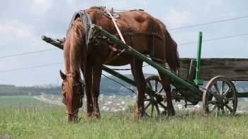 Сервис Indrive рассматривает возможность запуска конной доставки товаров в труднодоступные места