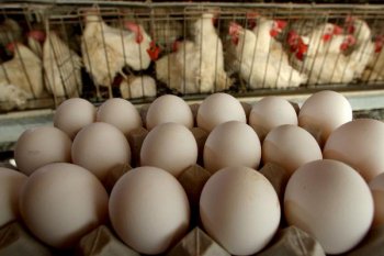 На птицефабрике в Тюменской области ввели режим ЧС из-за птичьего гриппа