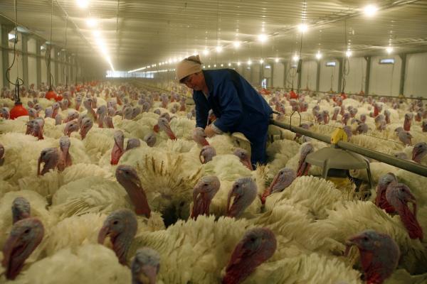 «Евродон» может забить оставшихся индеек из-за птичьего гриппа 