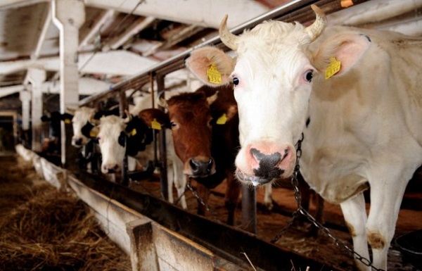 Производители молока жалуются на кредитные ставки