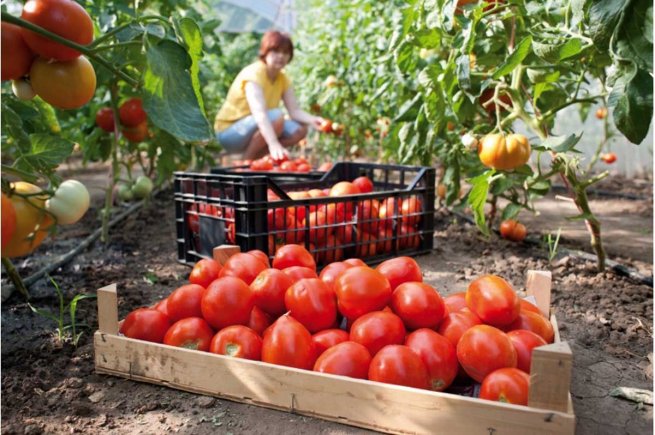 Сбор тепличных овощей в России с начала года вырос на 8%