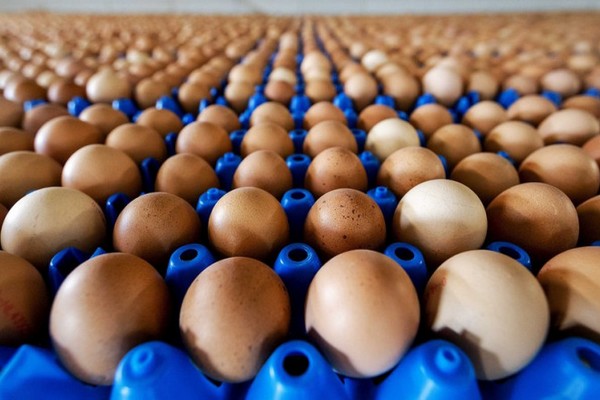 Россия частично запретила ввоз живой птицы и яиц из региона Нидерландов