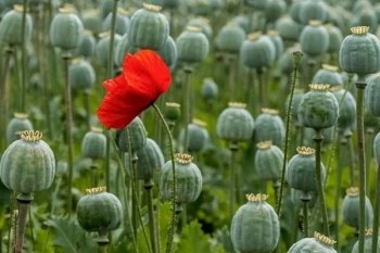 В России могут легализовать выращивание опиумного мака ради импортозамещения