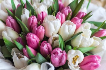 «Лента» удвоила объем закупок российских тюльпанов
