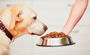 Новые требования к упаковке грозят ростом цен на корма для животных