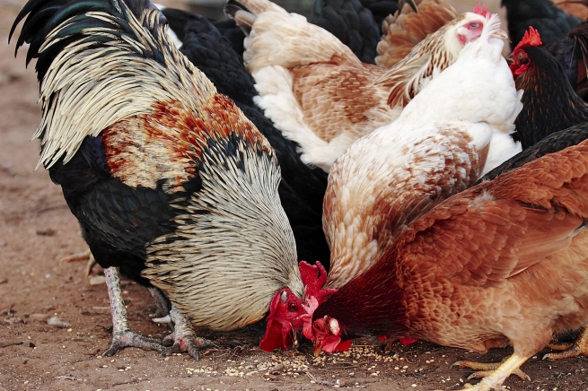 Россельхознадзор запретил транспортировку через РФ 375 тонн мяса птицы из США
