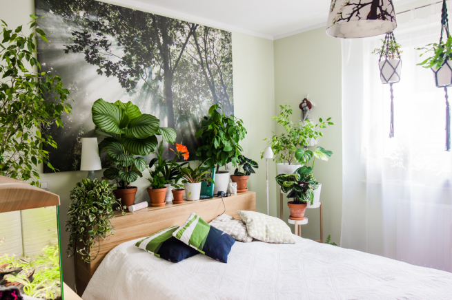 Urban Jungle: клиенты Райффайзенбанка стали больше тратить на комнатные растения