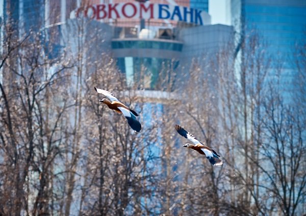 Цифровые процессы Совкомбанка экономят 25 тонн бумаги за полгода Цифровые процессы Совкомбанка экономят 25 тонн бумаги за полгода