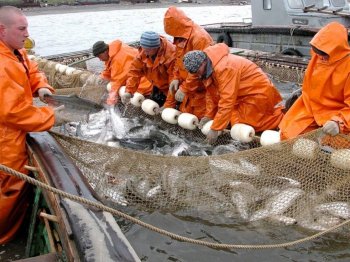 На Камчатке прогнозируют самые низкие за 12 лет уловы лосося