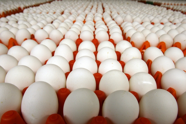 Из европейских магазинов отзывают миллионы яиц после выявления токсичных веществ