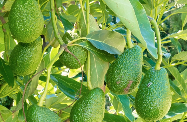 Рост цен на авокадо достиг рекордного максимума