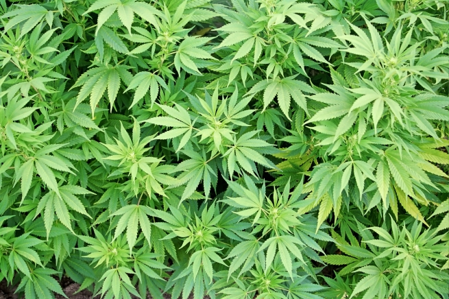 Легализация марихуаны ударила по кокаину