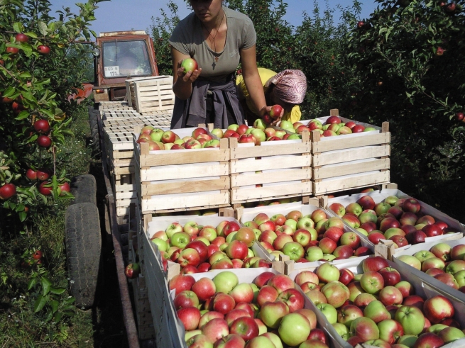 Молдавии разрешили поставки фруктов и ягод в Россию