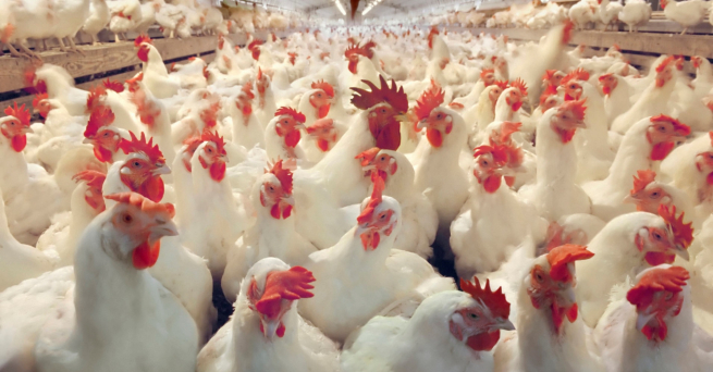Защитники животных в Великобритании требуют запретить продажу франкен-цыплят