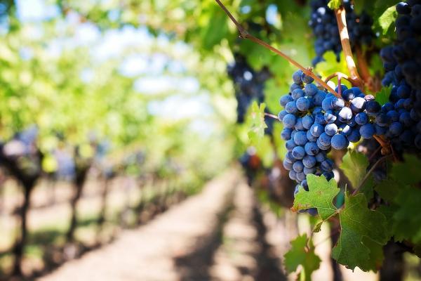 Новый законопроект о виноградарстве и виноделии приняли во втором чтении