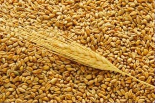 Слухи об ограничении экспорта зерна из России вызвали скачок цен на мировом рынке