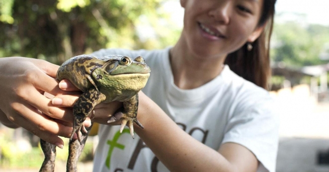 В Россельхознадзоре заявили о планах продавать Китаю живых лягушек для еды