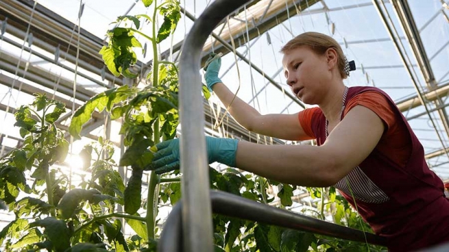 В России впервые применят лазерные технологии для выращивания овощей