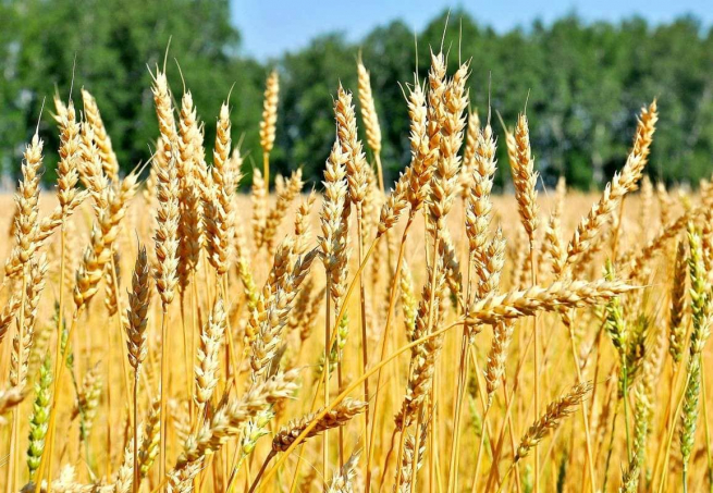 РФ с начала сельхозгода снизила экспорт пшеницы на 11%