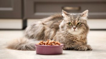 Производители сокращают вес упаковок с кормом для кошек