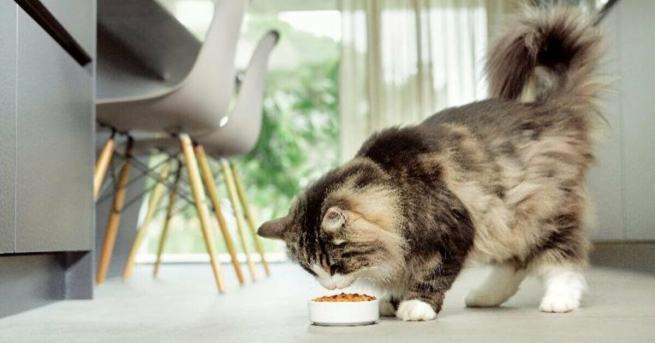 Nestle начал продавать корм, снижающий аллергию на кошек