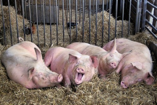 Великолукский мясокомбинат уничтожит 25 тысяч свиней