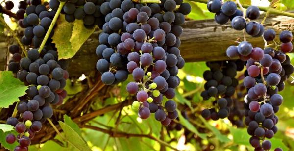 «Абрау-Дюрсо» стал совладельцем одного из крупнейших виноградников Кубани