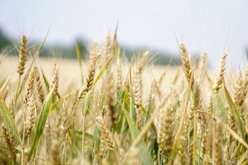 Отгрузки пшеницы на экспорт из РФ выросли на 57%