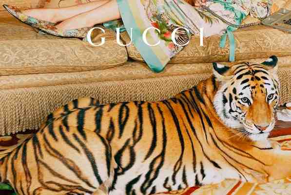 Борцы за права животных осуждают рекламную кампанию Gucci с тиграми