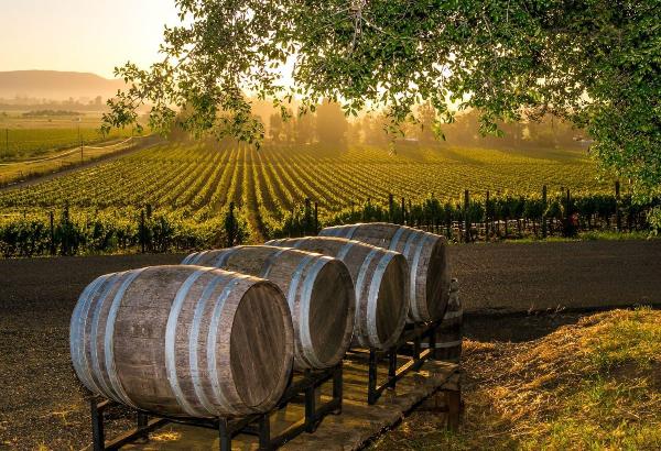 Виноградарям могут разрешить размещать винодельни на месте сбора урожая