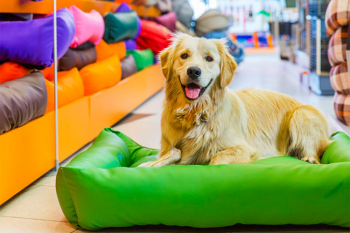 Кейс: как Petshop.ru за месяц снизили CPO на 59% благодаря оптимизации рекламных расходов