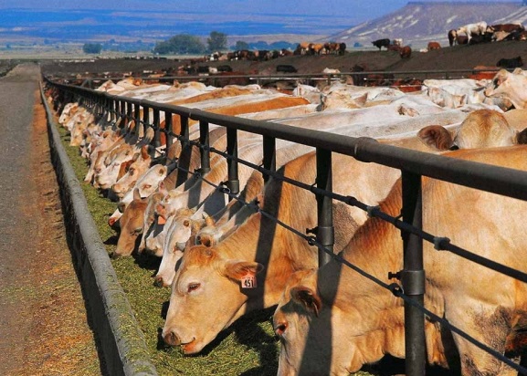 Россия может запретить поставки скота из Канады