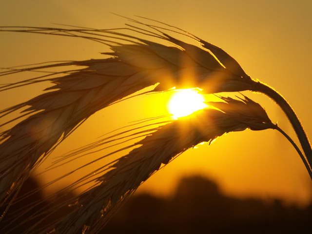 Отмена пошлин на пшеницу избавит рынок от излишек зерна