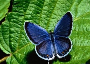 Японцы создали бабочек, плетущих флуоресцентную нить 