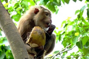 Тысячи магазинов объявили бойкот кокосовому бренду за использование труда обезьян