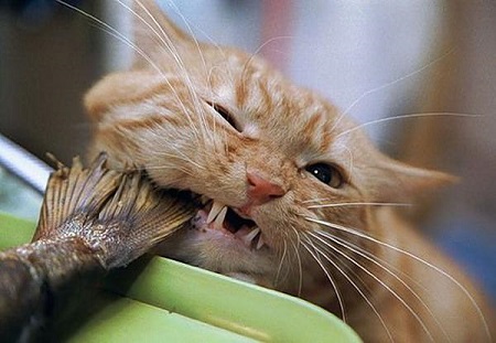 Во Владивостоке кот объел местного ритейлера на 60 тыс. руб